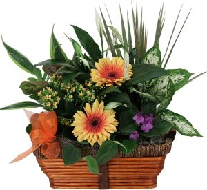Indoor Plants · Gift of Plants · Planters