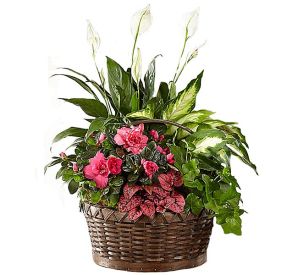 FTD Indoor Plants ·  FTD Planters ·  FTD Orchids