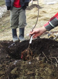 trees planting image