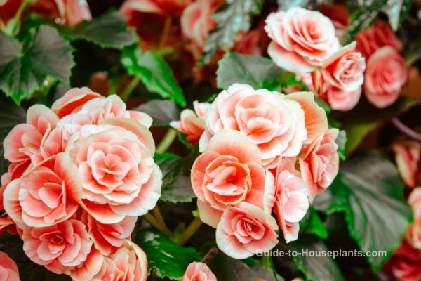 begonias, begonia care, begonia plant