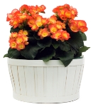 begonia care, reiger begonia, tuberous begonias