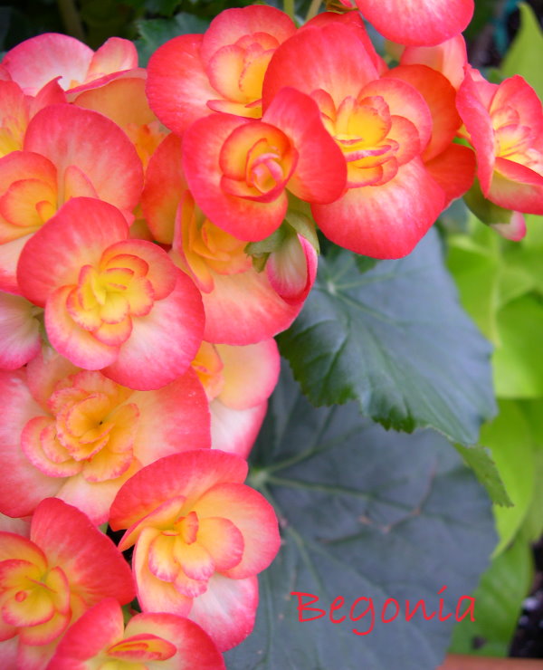 begonia houseplant