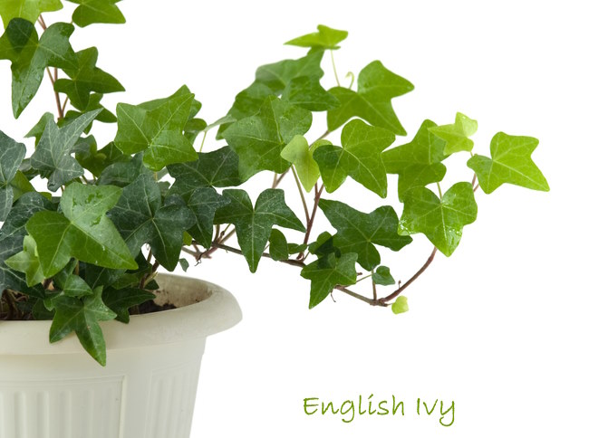english ivy, hedera helix, growing english ivy, how to grow english ivy, english ivy houseplant