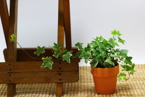 english ivy, hedera helix, ivy houseplant