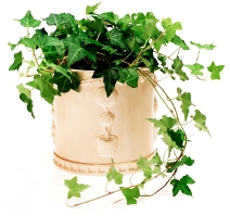 english ivy, hedera helix, ivy house plant, common house plants