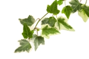 ivy plant care, growing english ivy, growing ivy indoors