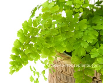 maidenhair fern, Adiantum raddianum, fern houseplant