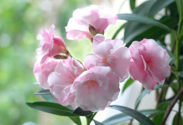 oleander plant