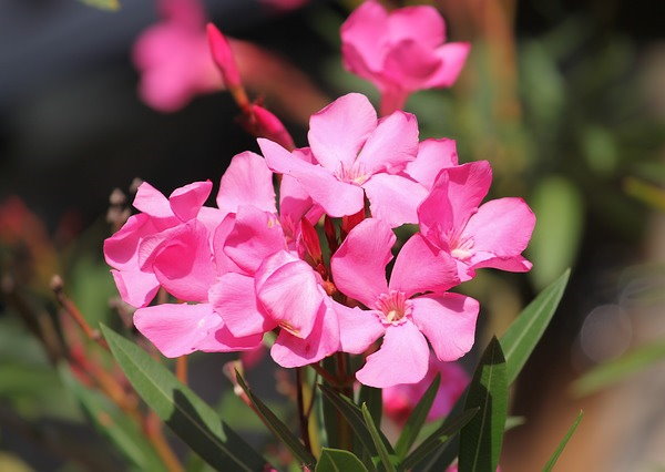 oleander plant