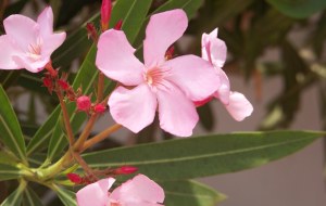 oleander plant, oleander plants, oleander care, oleander bush