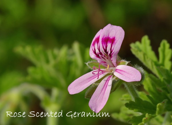 scented geranium