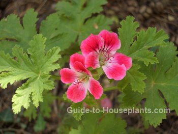 scented geranium, rose scented geranium, geranium flowers, types of geraniums, Pelargonium