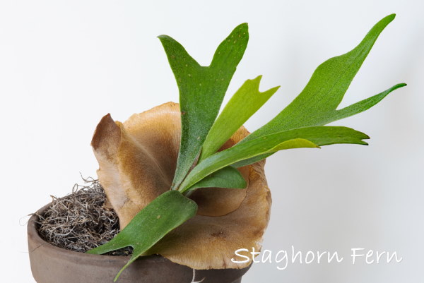 staghorn fern, Platycerium bifurcatum