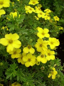 Potentilla-Gold-Drop-6-8-05