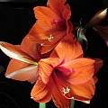 Hippeastrum 