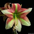 Hippeastrum 