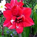 Hippeastrum 