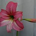 Hippeastrum 