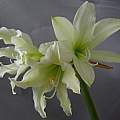 Hippeastrum 