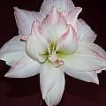 Hippeastrum 