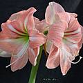 Hippeastrum 