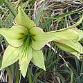 Hippeastrum 