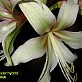 Hippeastrum 