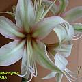 Hippeastrum 