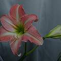 Hippeastrum 