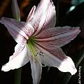 Hippeastrum reticulatum striatifolium, Arnold Trachtenberg