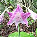 Hippeastrum reticulatum var. reticulatum, Mariano Saviello