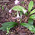 Hippeastrum reticulatum var. reticulatum, Mariano Saviello