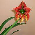 Hippeastrum teyucuarense × angustifolium, Dell Sherk