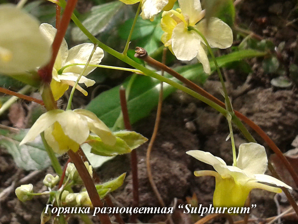 Epimedium_versicolor_Sulphureum