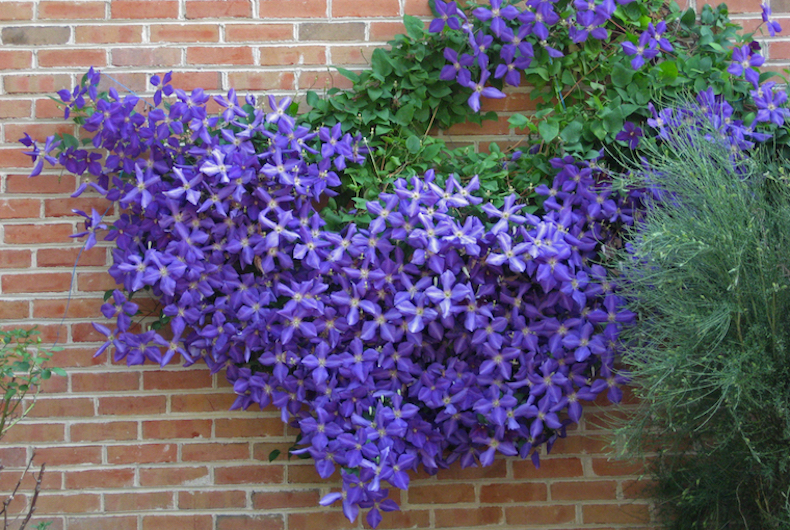 clematis growing on wall