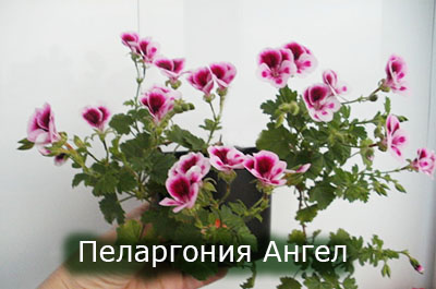 Pelargoniya_Angel