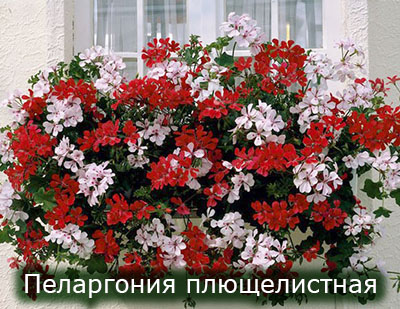 Pelargoniya_pluchelistnaya