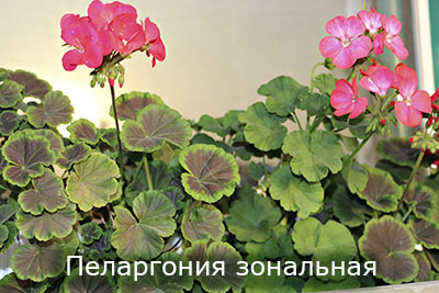 Pelargoniya_zonalnaya