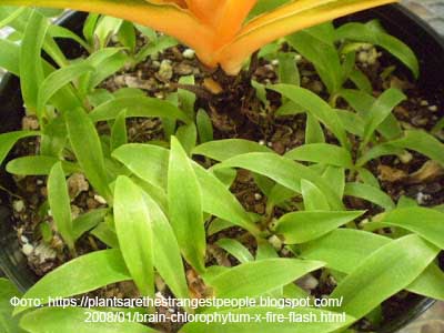Хлорофитум оранжевый - сеянцы