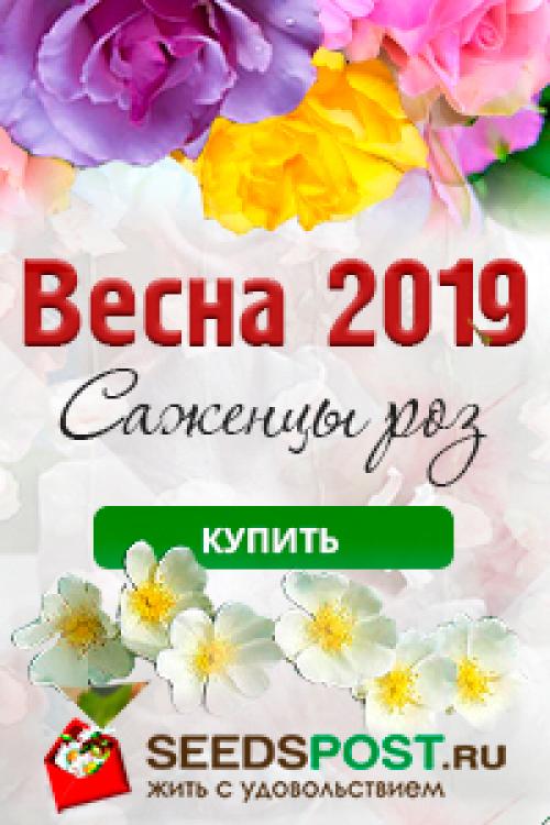 Через сколько лет плодоносит кедр в саду. Сибирский кедр – житель таёжных лесов в наших садах